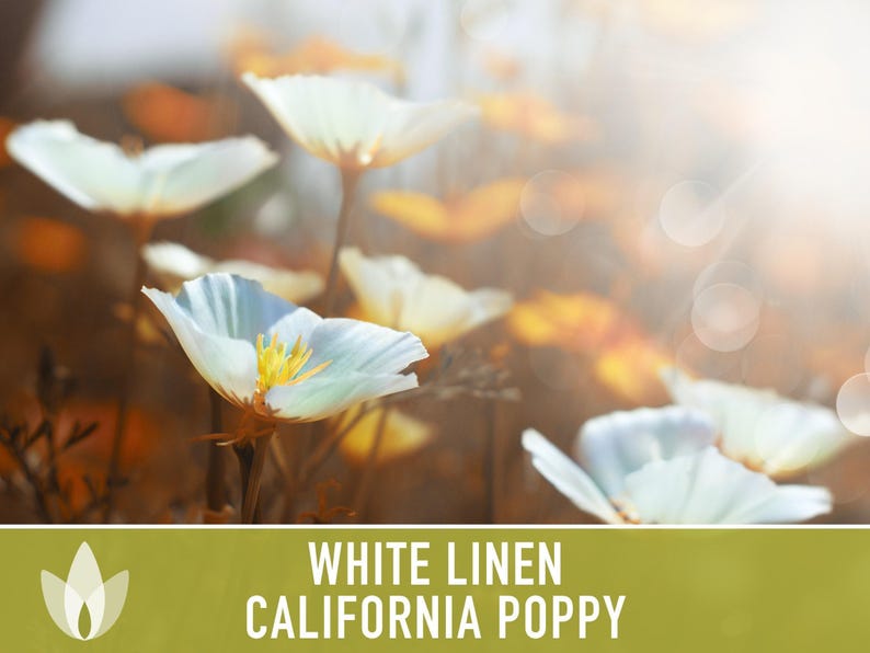 White Linen California Poppy Seeds – Creamy White Flowers image 5