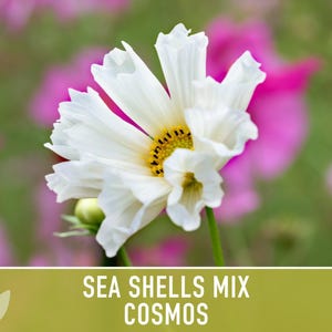Sea Shells Cosmos Flower Seeds, Pollinator Friendly, Heirloom Non-GMO image 6