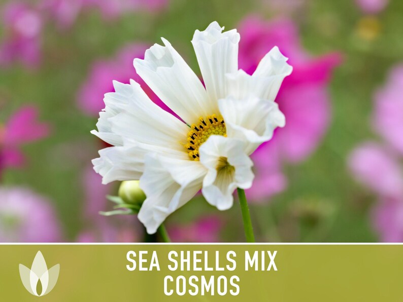 Sea Shells Cosmos Flower Seeds, Pollinator Friendly, Heirloom Non-GMO image 6