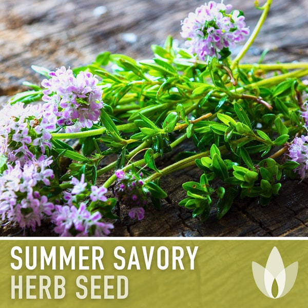 Summer Savory Herb Seeds - Heirloom Seeds, Medicinal & Culinary Herb, Herbes de Provence, Open Pollinated, Non-GMO
