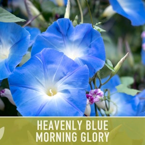 Morning Glory, Heavenly Blue Flower Seeds - Heirloom Seeds, Annual, Vining, Deer Resistant, Blue Flowers, Open Pollinated