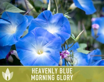 Morning Glory, Heavenly Blue Heirloom Seeds, Flower Seeds, Vine