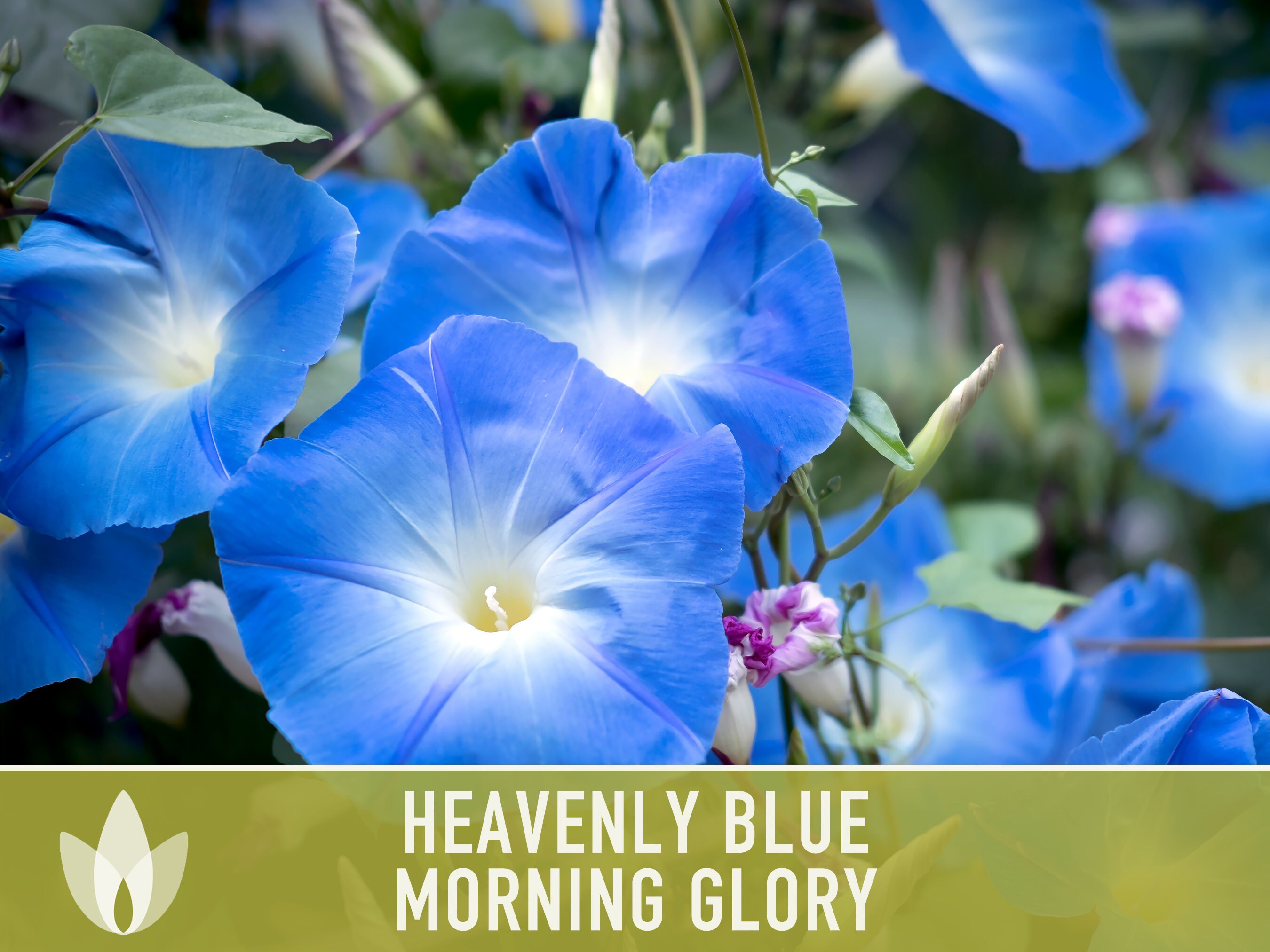 Morning Glory Heavenly Blue Heirloom Seeds Flower Seeds 