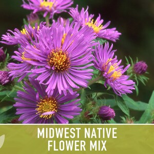 Midwest Native Wildflower Seeds Mix, Heirloom image 6