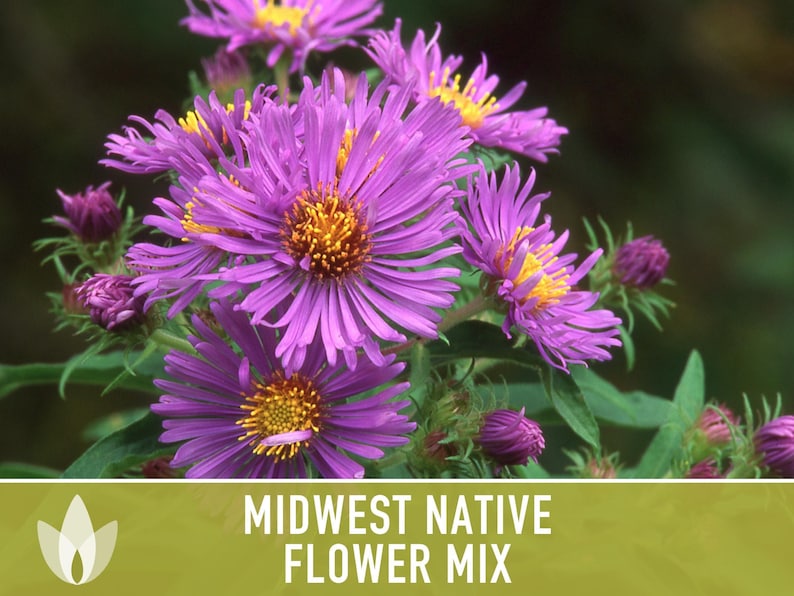 Midwest Native Wildflower Seeds Mix, Heirloom image 6