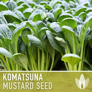 Komatsuna Tendergreen Mustard Seeds - Heirloom, Mustard Greens, Open Pollinated, Non-GMO