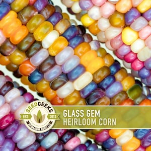 May include: Close-up of vibrant Glass Gem heirloom corn cobs. The kernels are a mix of colours: orange, yellow, purple, pink, and blue. The image includes the text "Glass Gem Heirloom Corn" and the Seed Geeks logo.