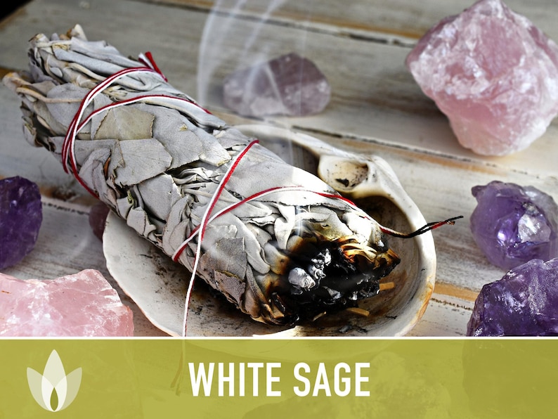 White Sage Seeds | 50+ Seeds, Heirloom, Ceremonial, Non-GMO, Sacred Medicinal Herb, Smudging, Salvia apiana image 3