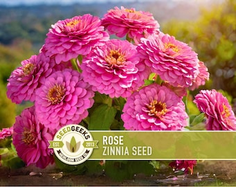 Rose Zinnia Seed | 100+ Seeds, Heirloom Non-GMO Flower, Long-Lasting, Drought Tolerant, Zinnia elegans