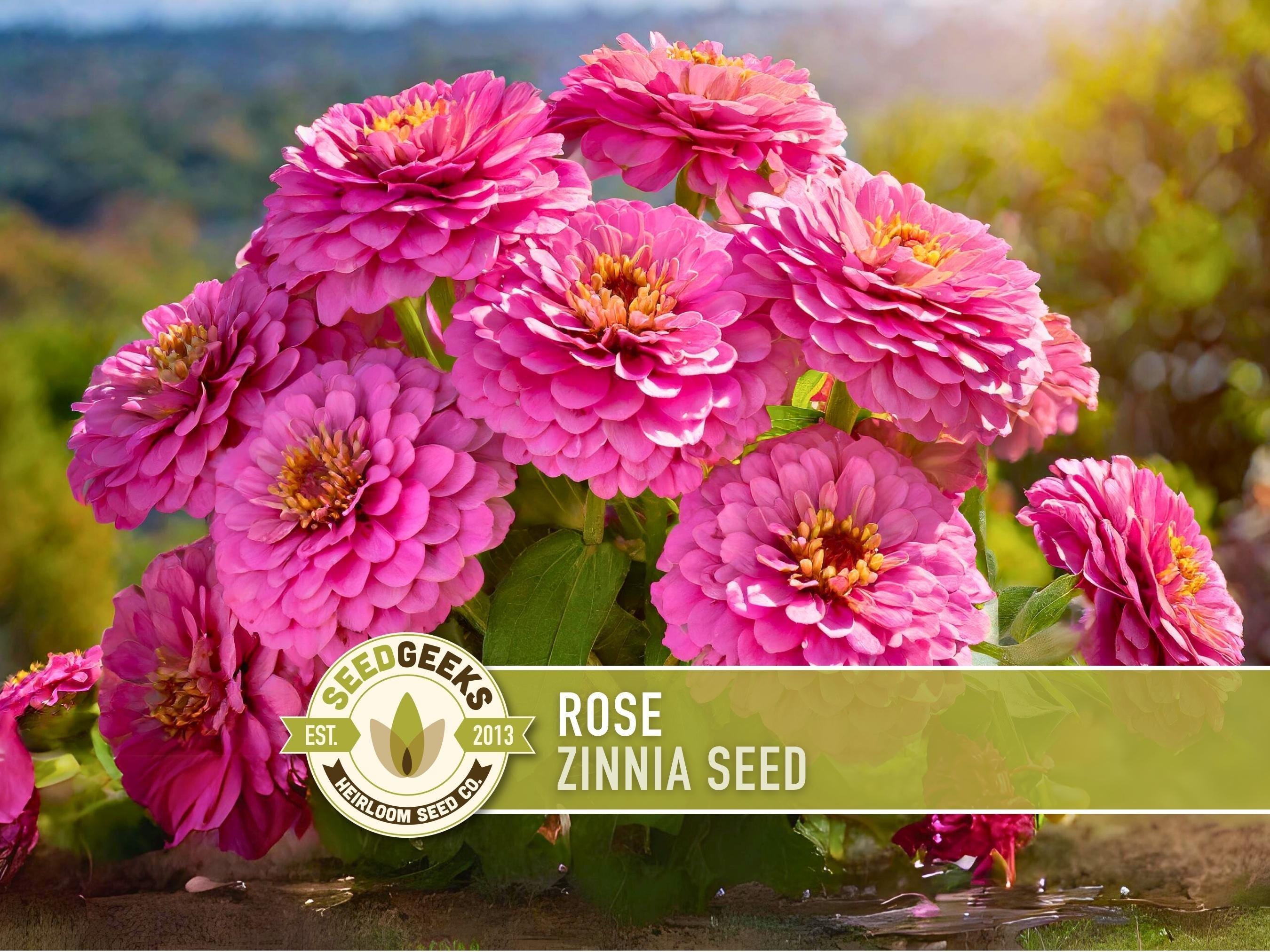 Rose Zinnia Seed | 100+ Seeds, Heirloom Non-gmo Flower, Long