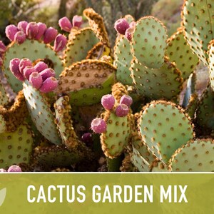 Cactus Garden Seed Mix | 50+ Seeds, Saguaro, Prickly Pear, Hedgehog, Santa Rita, Desert, Cactaceae image 11