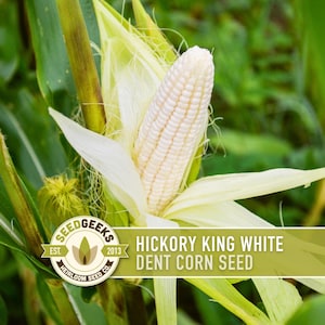 May include: Close-up of a white Hickory King dent corn seed, partially husked, with green leaves in the background. The image includes the text "Hickory King White Dent Corn Seed" and the Seed Geeks logo.