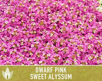 Sweet Alyssum, Dwarf Pink Flower Seeds - Heirloom Seeds, Ground Cover, Fragrant Pink Blossoms, Bee Friendly, Lobularia Maritima, OP, Non-GMO