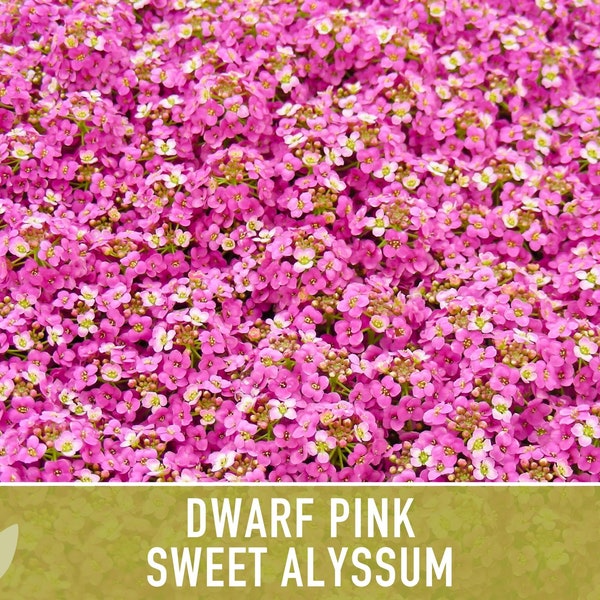 Sweet Alyssum, Dwarf Pink Flower Seeds - Heirloom Seeds, Ground Cover, Fragrant Pink Blossoms, Bee Friendly, Lobularia Maritima, OP, Non-GMO