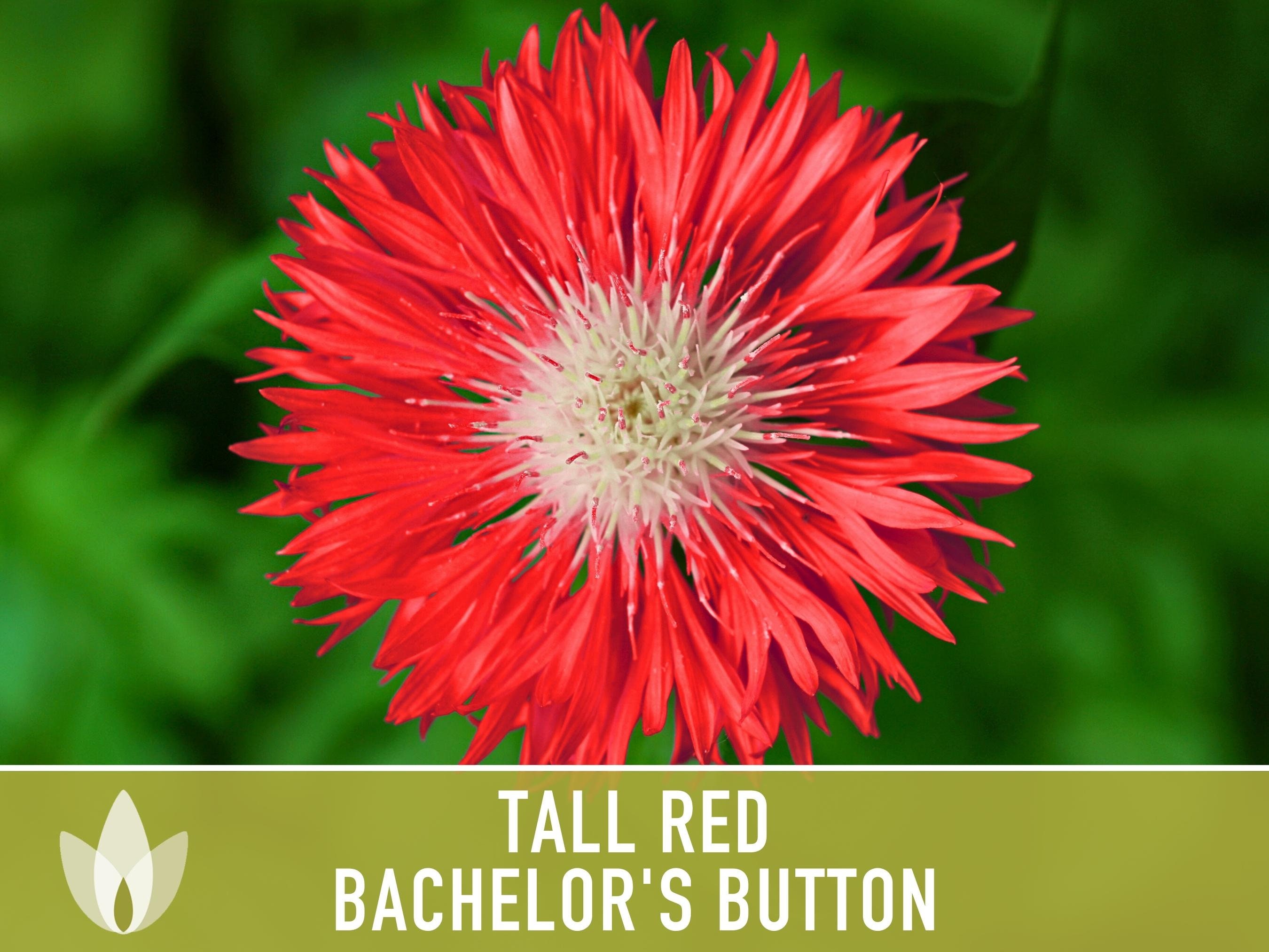 Bachelor's Button Mix