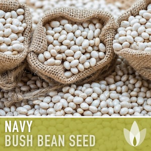 Navy Bean Seeds - Heirloom Seeds, Bush Bean Seeds, Boston Pea Seeds, Soup Bean, Open Pollinated, Untreated, Non-GMO