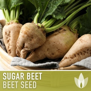 May include: Close-up of several beige sugar beets with green leafy tops in a woven basket. The text "SUGAR BEET BEET SEED" is displayed on a green background.