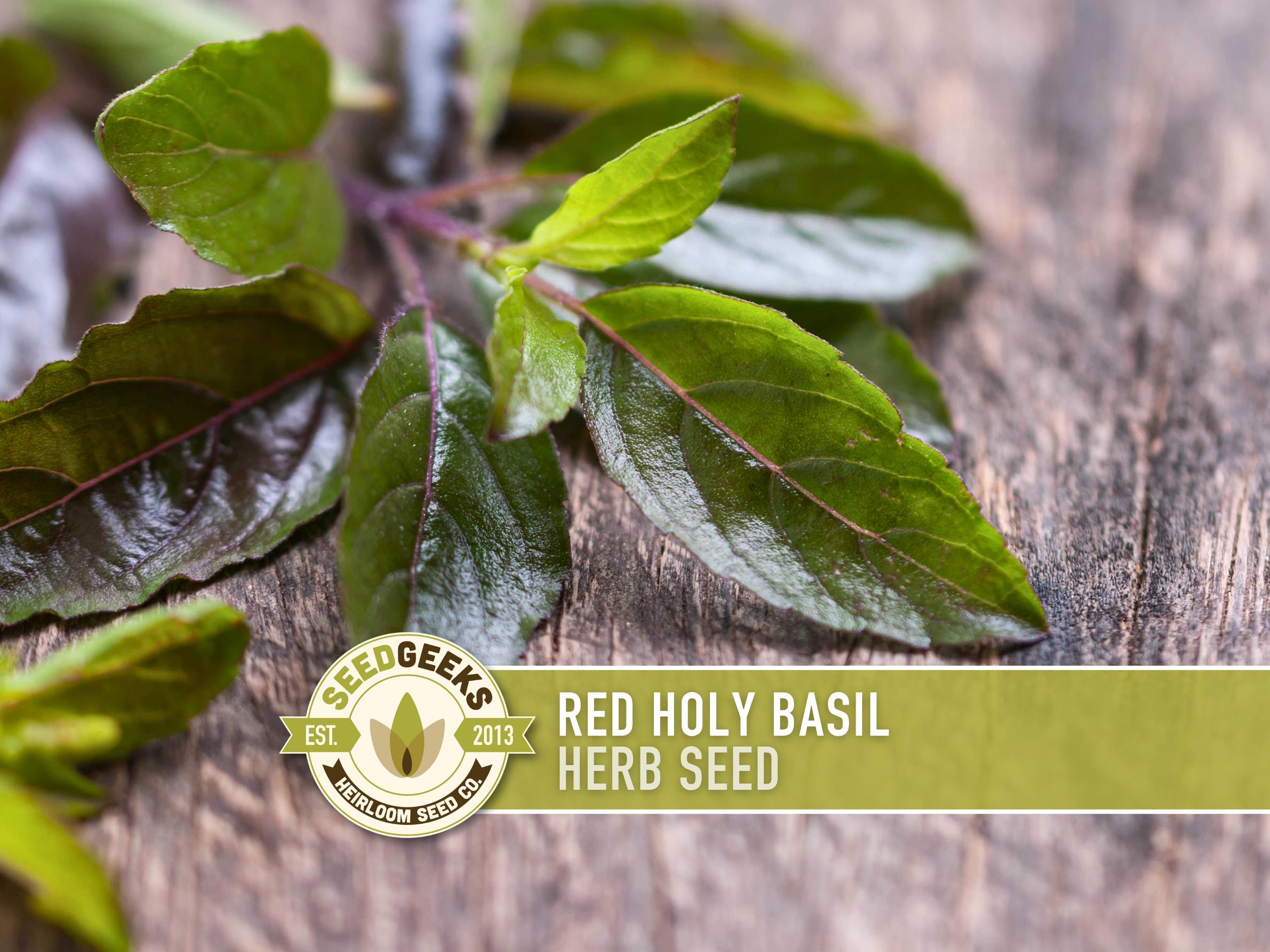 Red Leaf Holy Basil Seeds  Heirloom Tulsi, Culinary Herb - Etsy