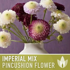 Imperial Mix Pincushion Flower Seeds, Double Blooms, Pollinator Garden image 6