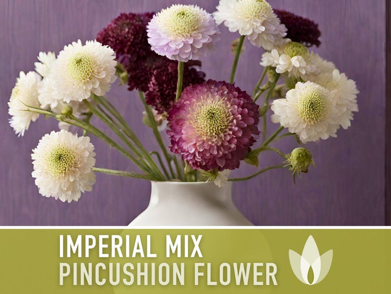 Imperial Mix Pincushion Flower Seeds, Double Blooms, Pollinator Garden image 6