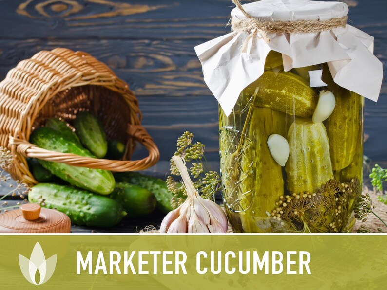 Marketer Cucumber Seeds | 30+ Seeds, Open-Pollinated, Non-GMO, Heirloom, AAS Winner, Slicing, Organic, Cucumis sativus image 7