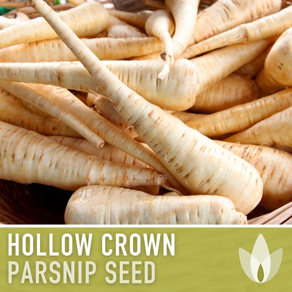 Hollow Crown Parsnip Heirloom Seeds - Non-GMO, Open Pollinated, Untreated