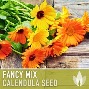 Calendula Officinalis, Fancy Mix Heirloom Seeds, Flower Seeds
