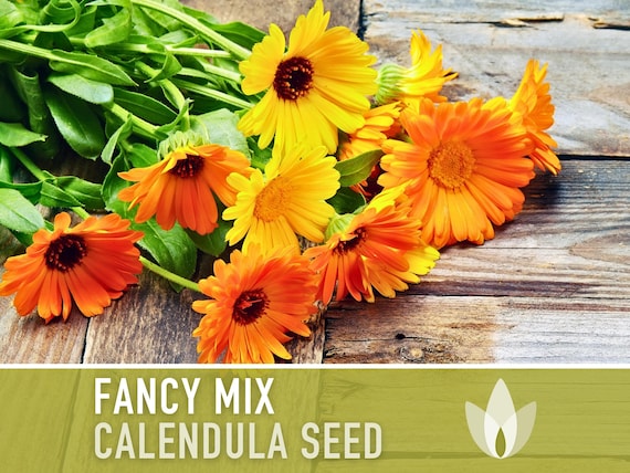 Calendula Officinalis, Fancy Mix Heirloom Seeds, Flower Seeds