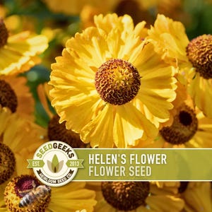 Helenium Autumnale Flower Seeds, Native Heirloom
