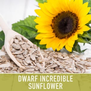Dwarf Sunflower Seeds | 20+ Seeds, Heirloom Non-GMO, Yellow Blooms, Container Friendly, Helianthus annuus image 5