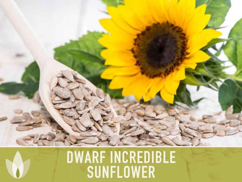 Dwarf Sunflower Seeds | 20+ Seeds, Heirloom Non-GMO, Yellow Blooms, Container Friendly, Helianthus annuus image 5
