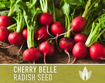 Cherry Belle Radish Heirloom Seeds