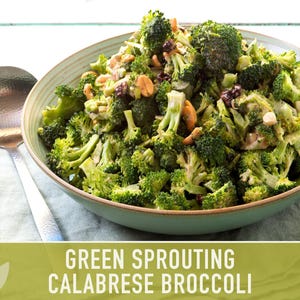 Green Sprouting Calabrese Broccoli Seeds - Heirloom, Organic, Non-GMO, Open Pollinated, Seed Packets image 12