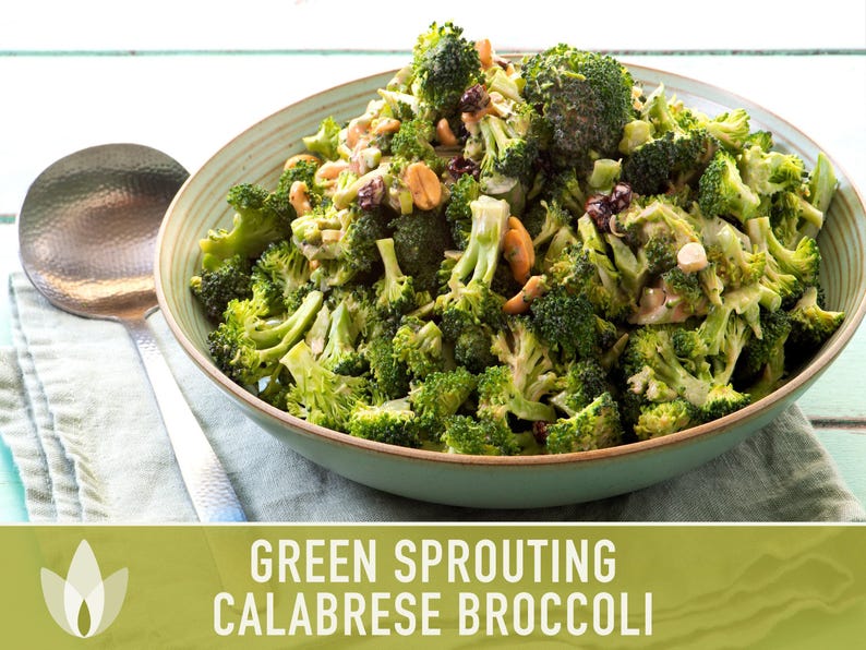 Green Sprouting Calabrese Broccoli Seeds - Heirloom, Organic, Non-GMO, Open Pollinated, Seed Packets image 12