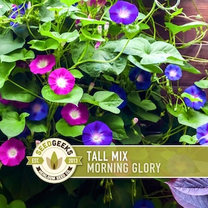 Morning Glory Tall Mix Heirloom Seeds, Ipomoea Purpurea image 1