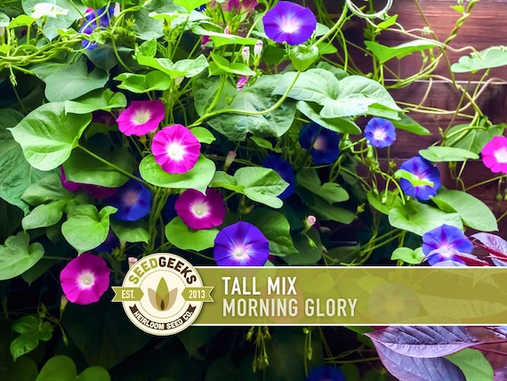 Morning Glory Tall Mix Heirloom Seeds, Ipomoea Purpurea