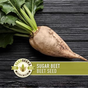 May include: A sugar beet with green leaves and a light brown root, resting on a dark wooden surface. The image includes a logo that reads "Seed Geeks" and the text "Sugar Beet Beet Seed".