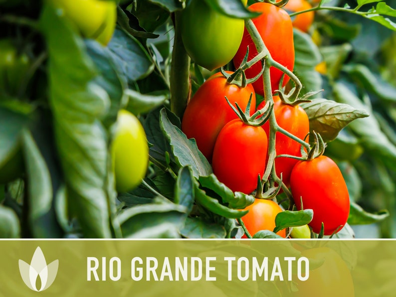 Rio Grande Tomato Seeds - Heirloom, Dry Climate, Paste & Sauce - Etsy