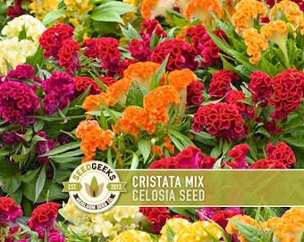 Cockscomb Celosia Cristata Seeds, Heirloom, Cut Flowers (50 Seeds)