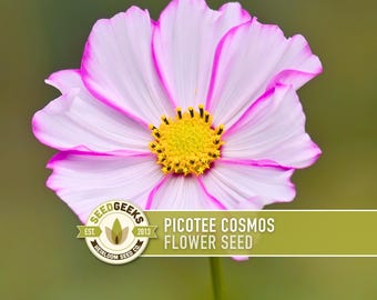 Picotee Cosmos Flower Seeds - Heirloom Flowers, Cut Flowers, Butterfly Garden, Pollinator Friendly, Non-GMO