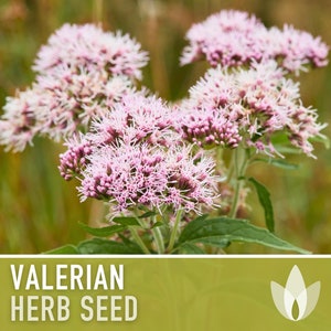 Valerian Flower Seeds - Heirloom Seeds, Medicinal Herb Seeds, Open Pollinated, Valeriana Officinalis, Open Pollinated, Non-GMO