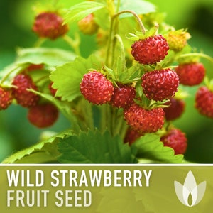 Wild Strawberry Seeds - Heirloom Seeds, Alpine Strawberry, Woodland Strawberry, Medicinal Plant, Open Pollinated, Non-GMO