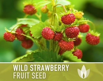 Wild Strawberry Seeds - Heirloom Seeds, Alpine Strawberry, Woodland Strawberry, Medicinal Plant, Open Pollinated, Non-GMO