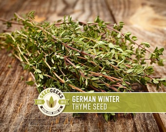 German Winter Thyme Seeds – Culinary & Medicinal Herb, Non-GMO