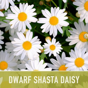 Dwarf Shasta Daisy Flower Seeds - Heirloom, Tall Shasta, Edible Flowers, Cut Flowers, Dried Flowers, Container Garden, Cottage Garden