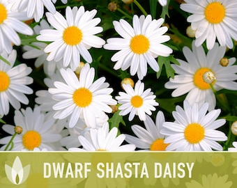 Dwarf Shasta Daisy Flower Seeds - Heirloom, Tall Shasta, Edible Flowers, Cut Flowers, Dried Flowers, Container Garden, Cottage Garden