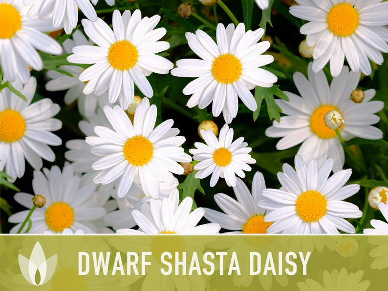 Dwarf Shasta Daisy Flower Seeds Heirloom, Tall Shasta, Edible Flowers, Cut Flowers, Dried Flowers, Container Garden, Cottage Garden image 1