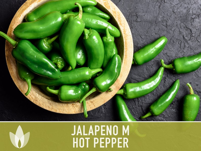 Jalapeno Pepper Heirloom Seeds image 4