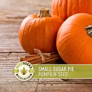 May include: Two bright orange pumpkins with textured skin and green stems are displayed with a bundle of cinnamon sticks tied with twine. The image includes a logo that reads "Seed Geeks" and the text "Small Sugar Pie Pumpkin Seed."