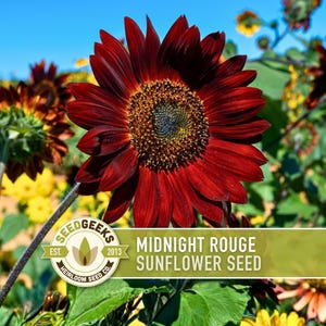 Midnight Rouge Sunflower Seeds - Burgundy Bouquet Flowers afbeelding 1
